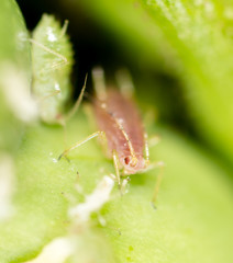 small aphid on a green leaf in the open air