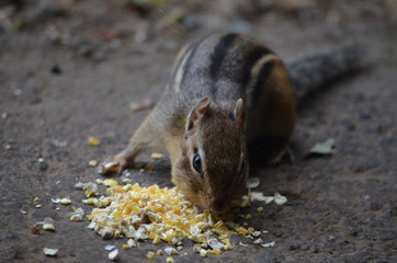 A Chipmunk eating corn