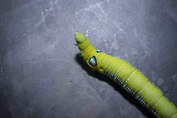 Green worm.