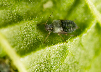 small aphid on a green leaf in the open air