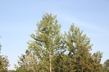 Obraz premium Baumkrone