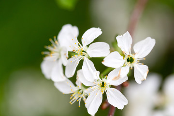 Beautiful flowers on a tree in the nature