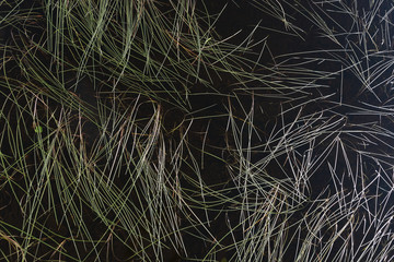 Plants in the waters of the lake