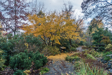 Yellow Leaves Landscape