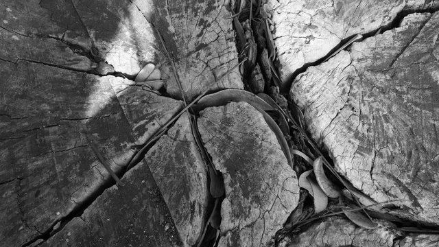 Textura &aacute;rbol