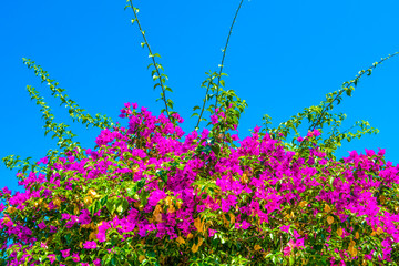 Blooming bougainvillea