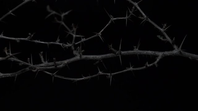 THORNED BRANCH IN ECU DOLLY SHOT, 4K.