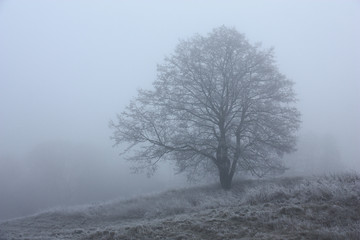 Fototapeta na wymiar Tree in a fog./Through a fog the contour of a single tree is visible. A tree and a grass under it in hoarfrost.