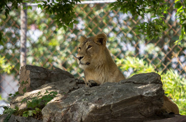 Obraz premium Lioness on the stone