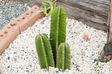 Cactus in the garden.