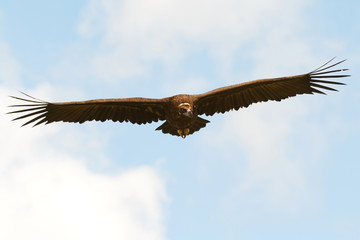 Big vulture in flight
