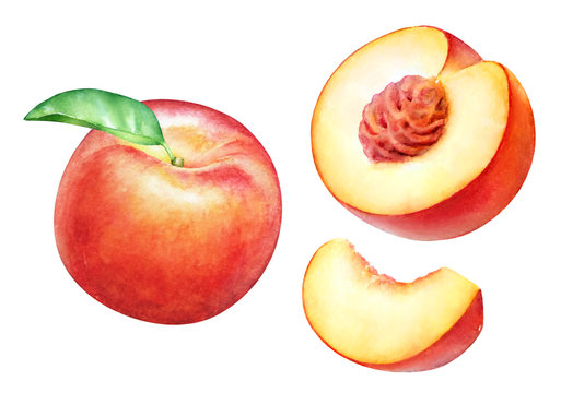 Watercolor realistic botanical illustration of the peach fruits isolated on white background.
