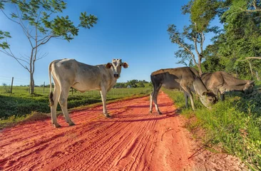 Fototapeten Freilaufende Kühe in Paraguay mit seinen typischen roten Sandwegen. © zaschnaus