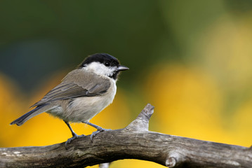 Sumpfmeise im Garten