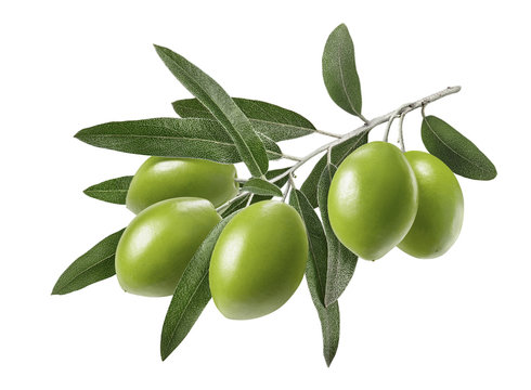 Long olive branch isolated on white background