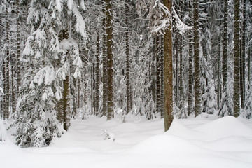 Winterwald im Schwarzwald