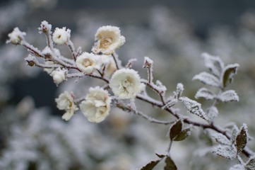 neige hiver fleurs roses givre 