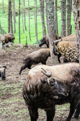 Fototapeta premium Takin, the national animal of Bhutan, in Motithang Mini Zoo.