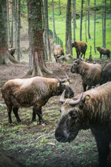 Takin, the national animal of Bhutan, in Motithang Mini Zoo.