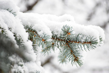 Naklejka na ściany i meble Snow on Pine Branch Closeup