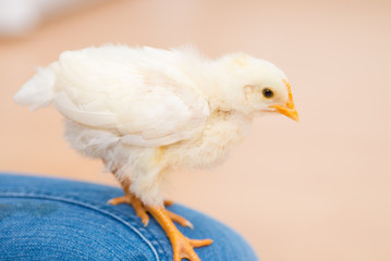 Weisses H&uuml;hner K&uuml;ken 