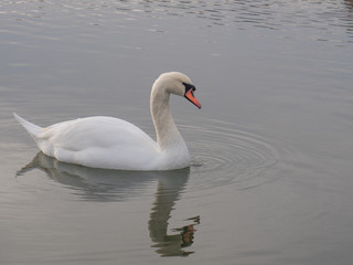 White swan floats on a beautiful lake.