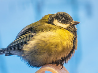 Too cold! (a tomtit heating under infrared heater, -48&deg;C)