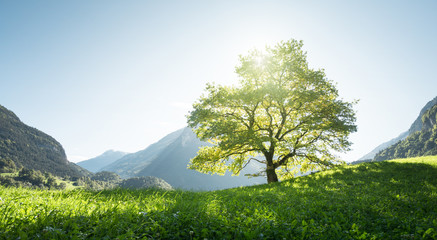Idyllic landscape in the Alps, tree, grass and mountains, Switzerland