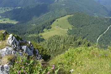 Grüne Almwiesen mit Bergen im Hintergrund