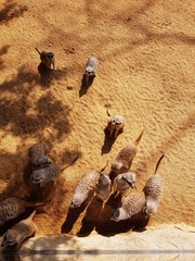 Lemur in the Bio Park (Valencia, Spain)