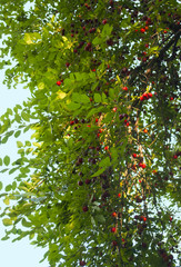 Fototapeta premium Reife Mirabellen im Sommer, Prunus domestica