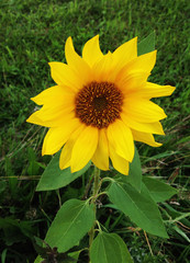 Sonnenblume auf Feld