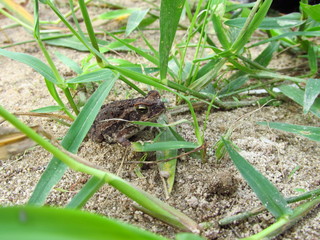 Rana en la naturaleza