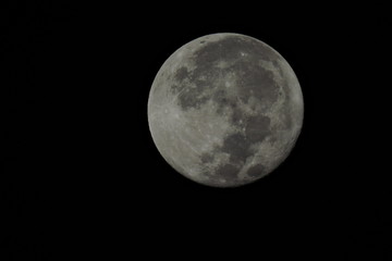 luna © roselosfoto