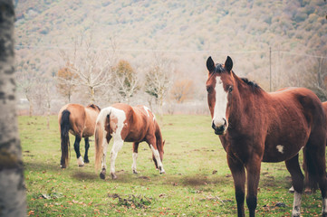 Fototapeta premium cavalli allevati sul lago matese in provincia di caserta
