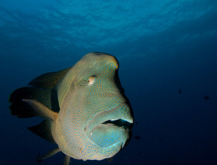 Big Napoleon Fish.