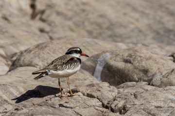 Black-fronted Dotterel (Elseyornis melanops). Ormiston Gorge, Northern Territory, Australia