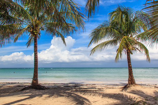 Beach in the Caribbean with coconut trees