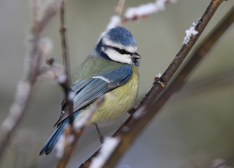 beautiful pensive blue tit