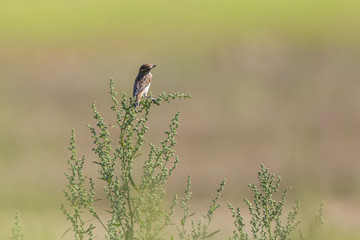 Braunkehlchen (Saxicola rubetra)