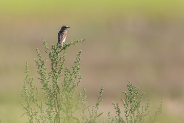 Braunkehlchen (Saxicola rubetra)