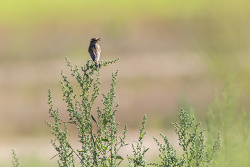 Braunkehlchen (Saxicola rubetra)