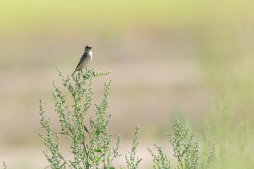 Braunkehlchen (Saxicola rubetra)