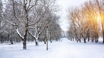 Fototapeta na wymiar Snow-covered trees in the city park