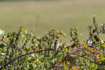 Braunkehlchen (Saxicola rubetra)