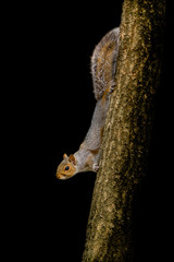 Smiling squirrel