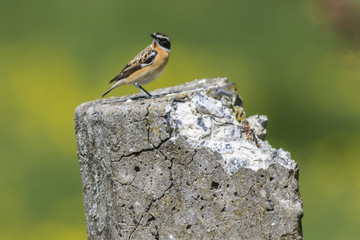Braunkehlchen (Saxicola rubetra)