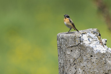 Braunkehlchen (Saxicola rubetra)