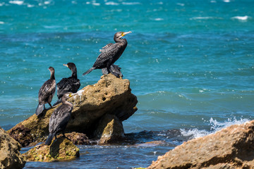 A group of big black cormorants on the rocks at sea shore. Large seabird Phalacrocorax carbo,...
