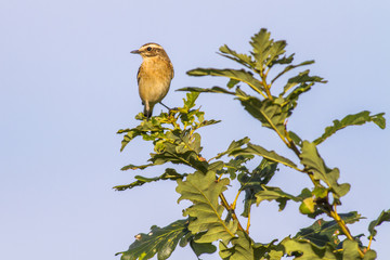 Braunkehlchen (Saxicola rubetra)